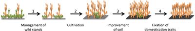 The Role of Humans in a Protracted Transition From Hunting-Gathering to Plant Domestication in the Fertile Crescent